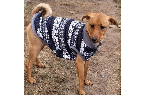 Znaleziono psa, Wrocław, 7 stycznia 2026