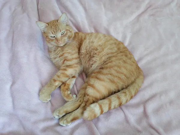 Znaleziono kota, Brwinów, 2 lutego 2026