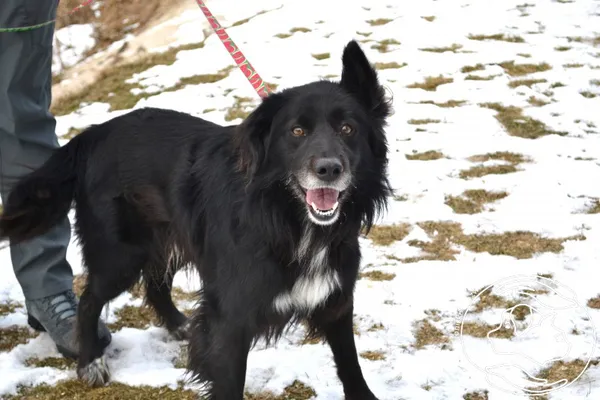 Pies do adopcji, Chełmek, 15 stycznia 2026