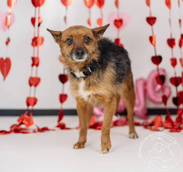 Pies do adopcji, Chełmek, 9 stycznia 2026