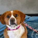 Pies do adopcji