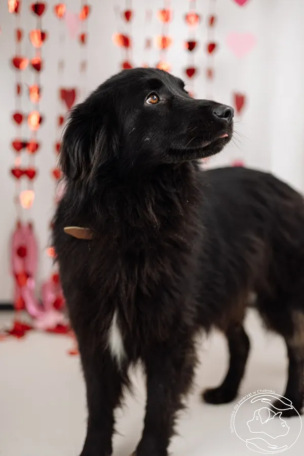 Pies do adopcji, Chełmek, 24 listopada 2025