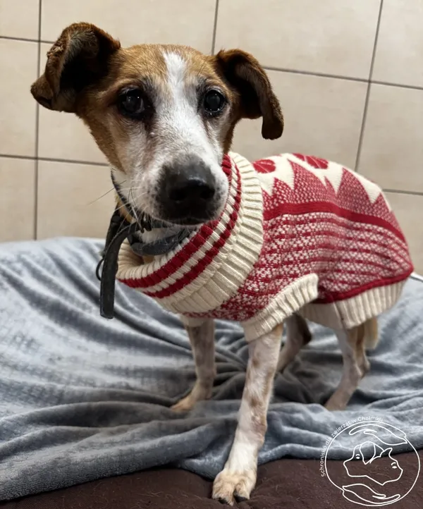 Pies do adopcji, Chełmek, 3 listopada 2025