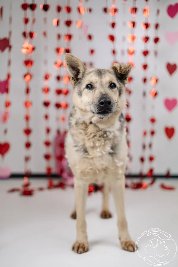 Pies do adopcji, Chełmek, 18 września 2025