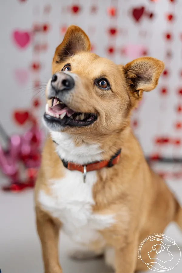 Pies do adopcji, Chełmek, 28 maja 2024