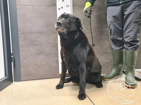 Znaleziono psa, Chełmek, 1 lutego 2026