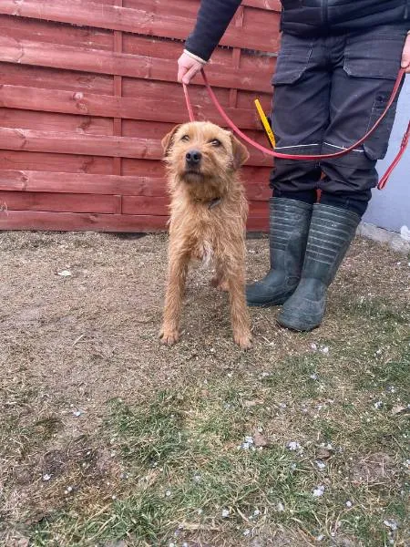 Znaleziono psa, Czartki, 2 lutego 2026