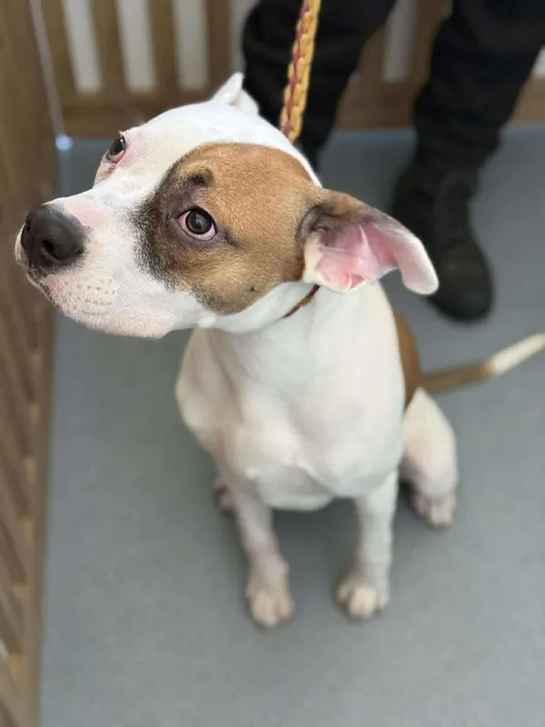 Znaleziono psa, Lublin, 1 stycznia 2026