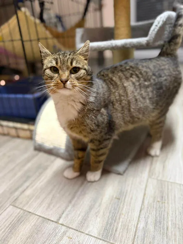 Kot do adopcji, Głowno, 2 lutego 2026 (2/5)