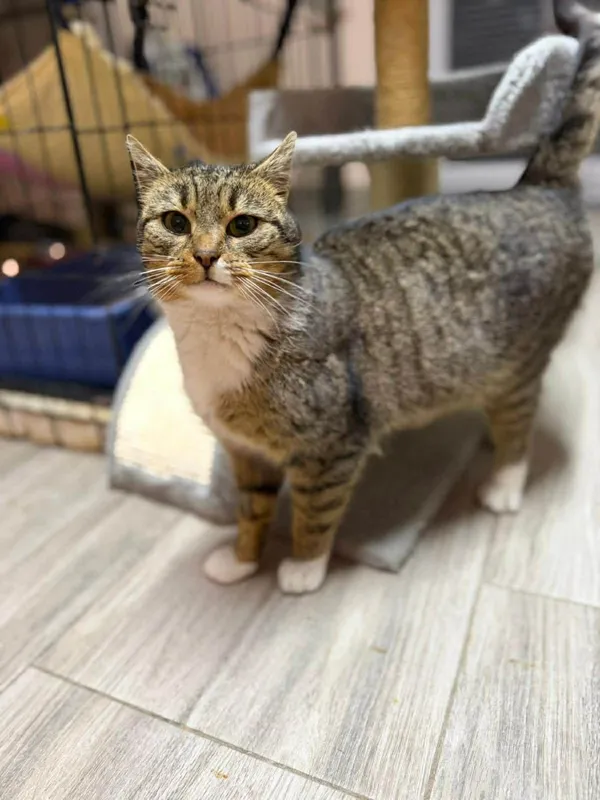 Kot do adopcji, Głowno, 2 lutego 2026 (4/5)