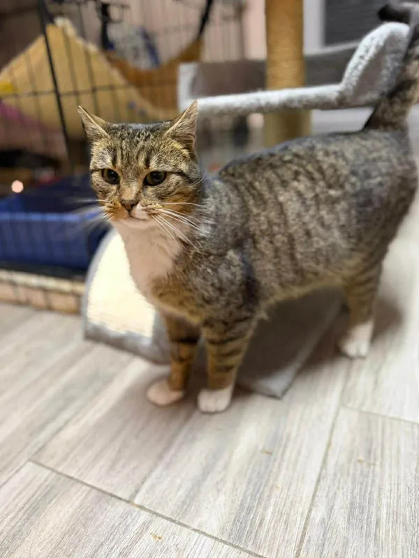 Kot do adopcji, Głowno, 2 lutego 2026 (5/5)