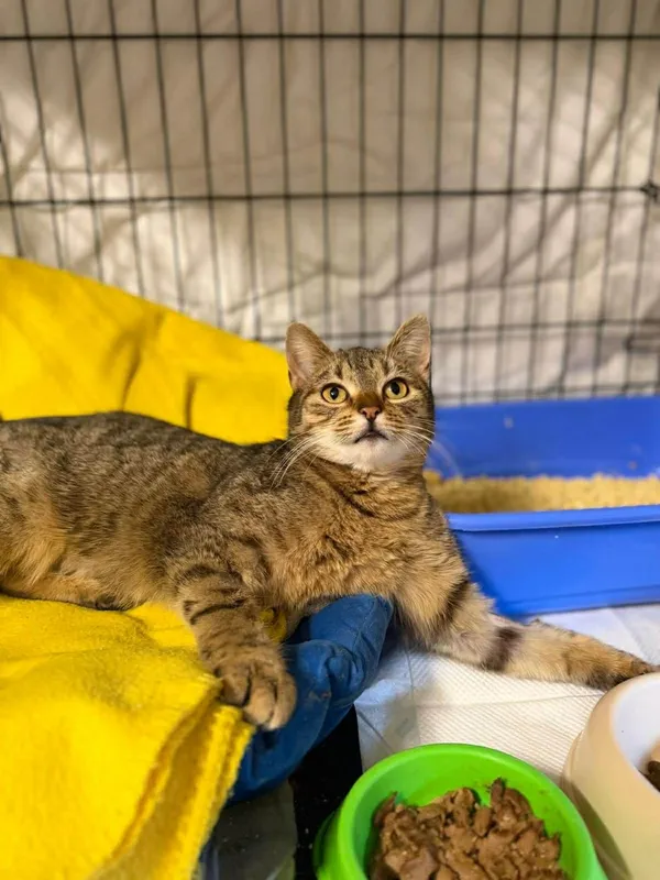 Kot do adopcji, Głowno, 2 lutego 2026 (4/5)