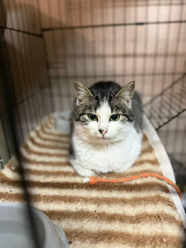 Kot do adopcji, Głowno, 2 lutego 2026 (3/5)