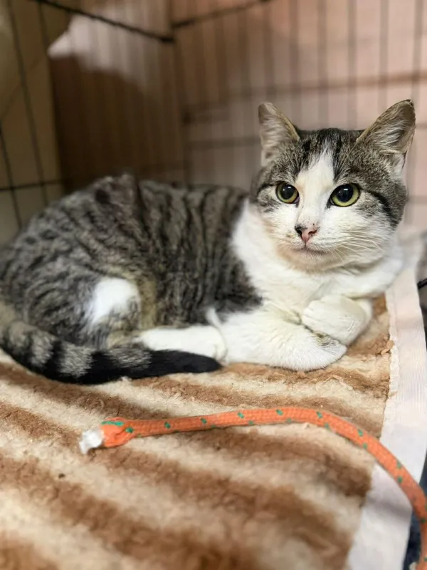 Kot do adopcji, Głowno, 2 lutego 2026 (4/5)