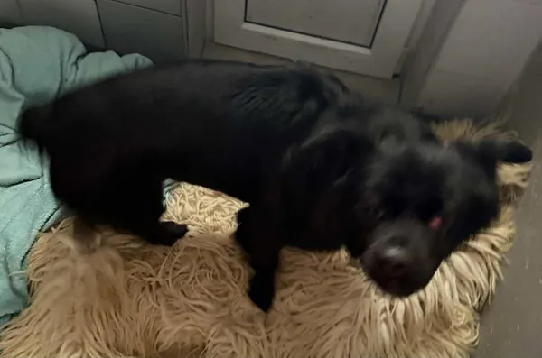 Znaleziono psa, Lublin, 31 stycznia 2026