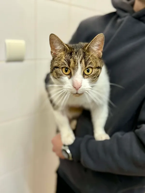 Kot do adopcji, Jelenia Góra, 12 stycznia 2026 (2/4)