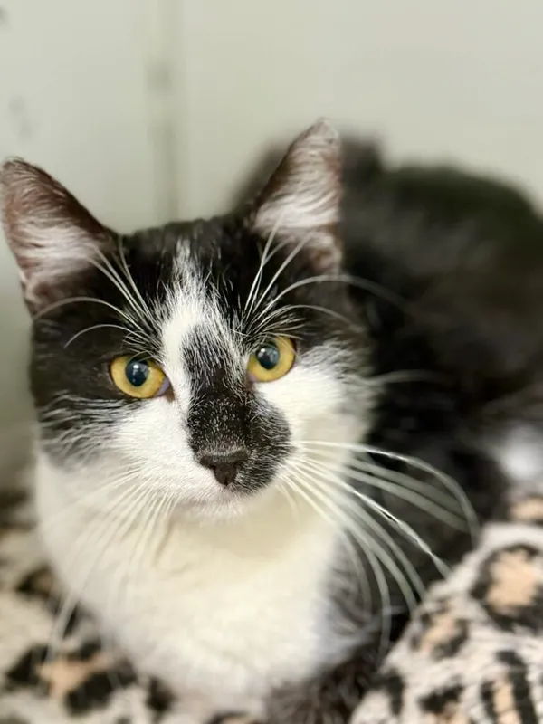 Kot do adopcji, Jelenia Góra, 22 stycznia 2026 (1/5)