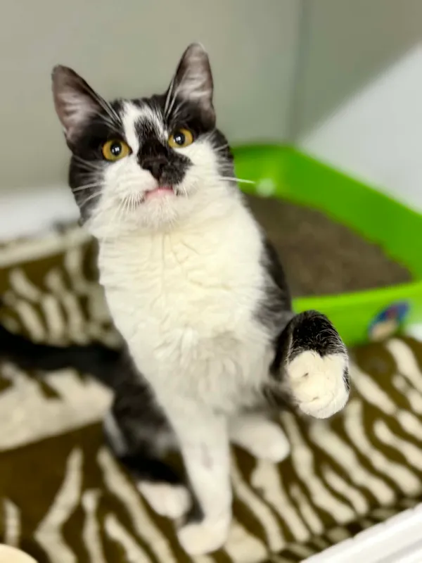 Kot do adopcji, Jelenia Góra, 22 stycznia 2026 (2/5)