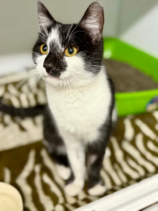 Kot do adopcji, Jelenia Góra, 22 stycznia 2026 (4/5)