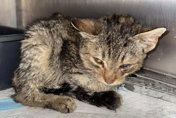 Znaleziono kota, Lublin, 31 stycznia 2026