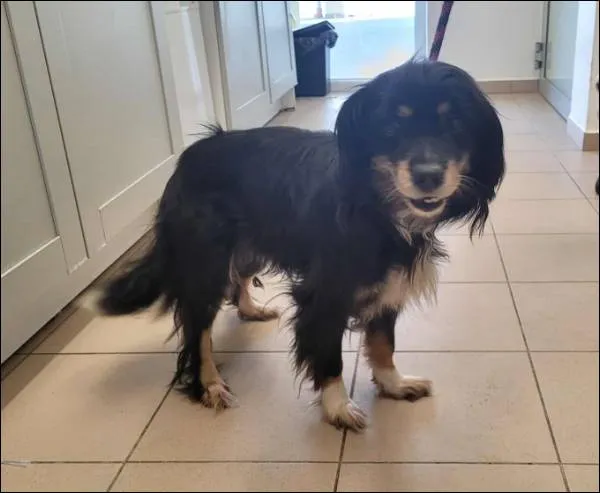 Znaleziono psa, Grudziądz, 2 lutego 2026