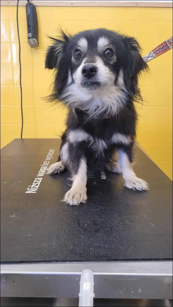 Znaleziono psa, Grudziądz, 2 lutego 2026