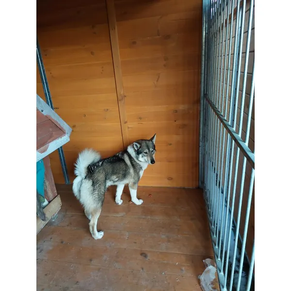 Znaleziono psa, Białystok, 2 lutego 2026