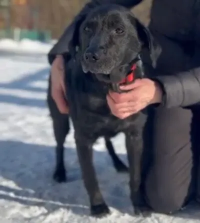 Pies do adopcji, Głowno, 2 lutego 2026 (1/4)