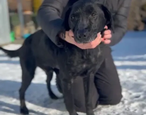 Pies do adopcji, Głowno, 2 lutego 2026 (4/4)