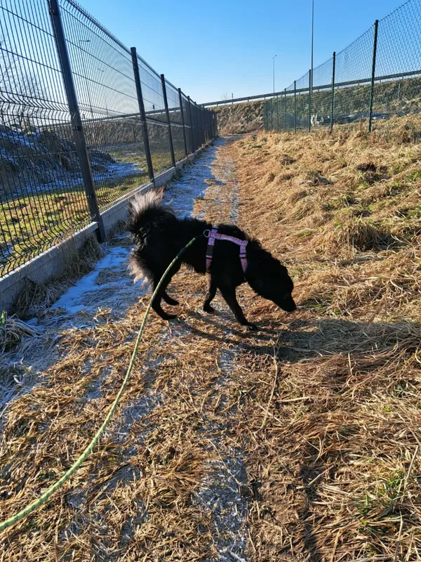 Pies do adopcji, Żywiec, 2 lutego 2026 (1/5)