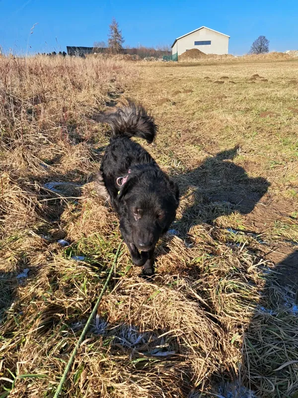 Pies do adopcji, Żywiec, 2 lutego 2026 (3/5)