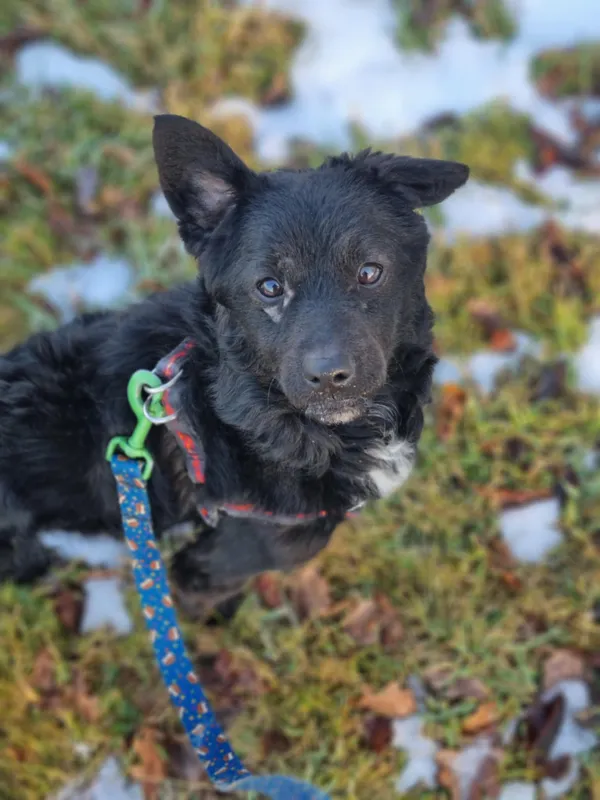 Pies do adopcji, Żywiec, 2 lutego 2026 (5/5)