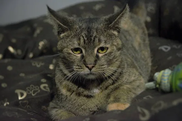 Kot do adopcji, Pionki, 3 lutego 2026 (1/3)