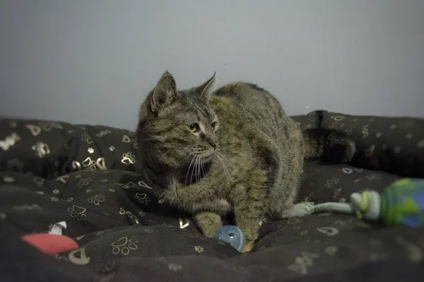 Kot do adopcji, Pionki, 3 lutego 2026 (2/3)