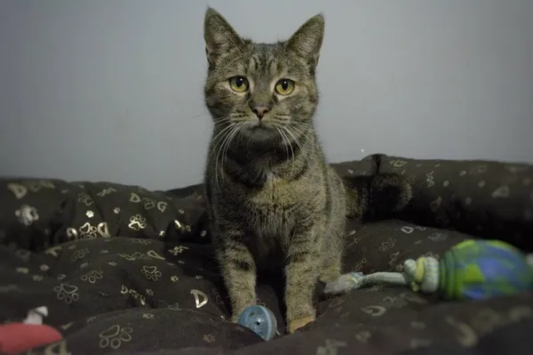 Kot do adopcji, Pionki, 3 lutego 2026 (3/3)