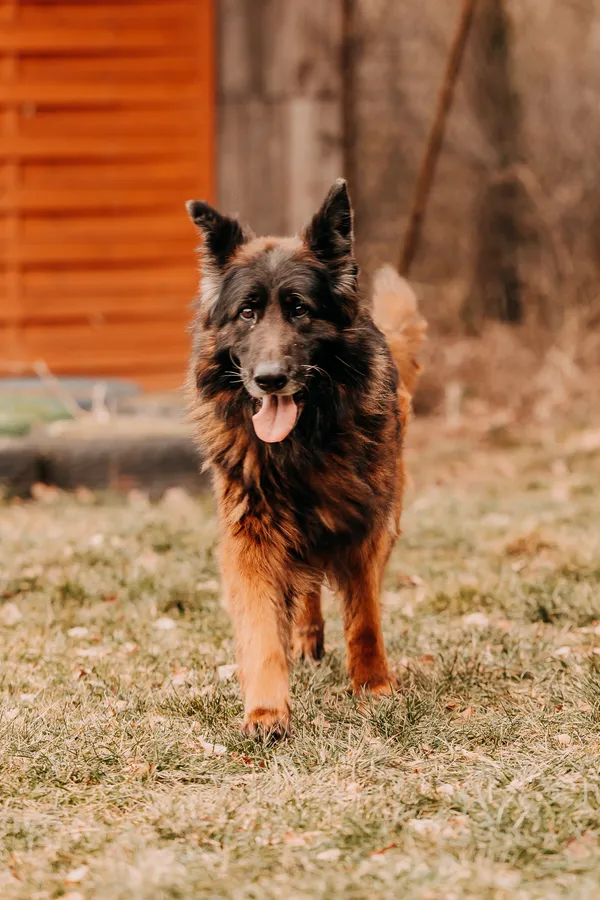 Pies do adopcji, Czartki, 3 lutego 2026 (4/5)