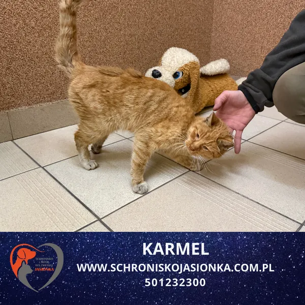 Kot do adopcji, Dębniak, 2 lutego 2026