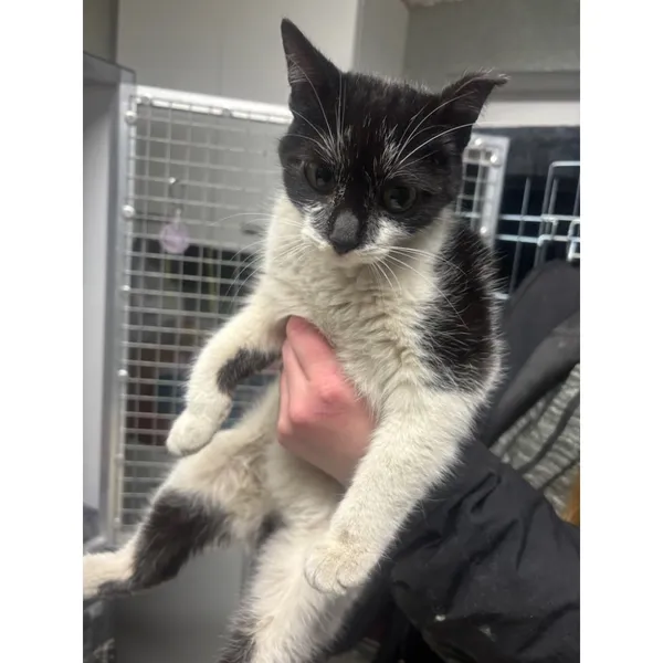 Znaleziono kota, Białystok, 2 lutego 2026