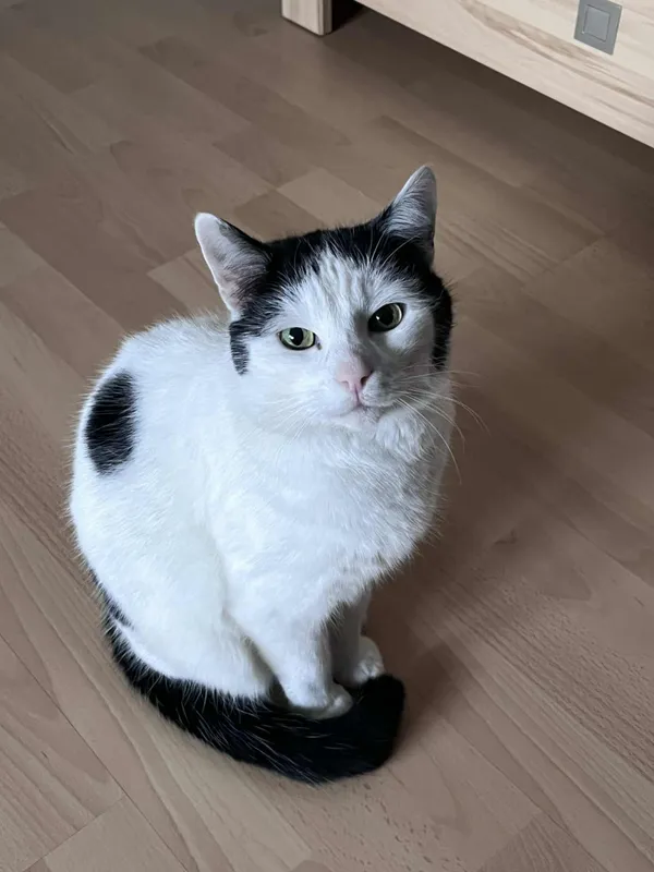 Zaginął kot, Łódź, 3 lutego 2026