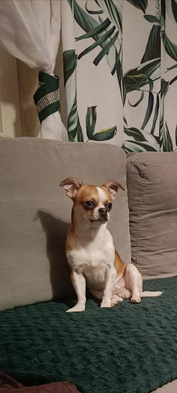 Zaginął pies, Chorzów, Chorzów Batory, 3 lutego 2026 (1/2)