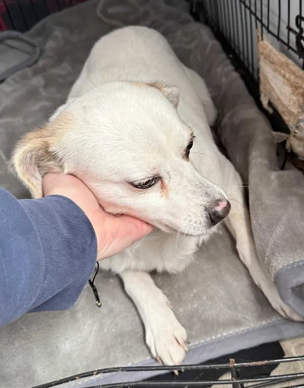 Znaleziono psa, Lublin, 3 lutego 2026