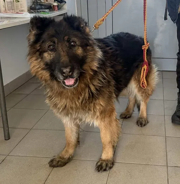 Znaleziono psa, Lublin, 3 stycznia 2026