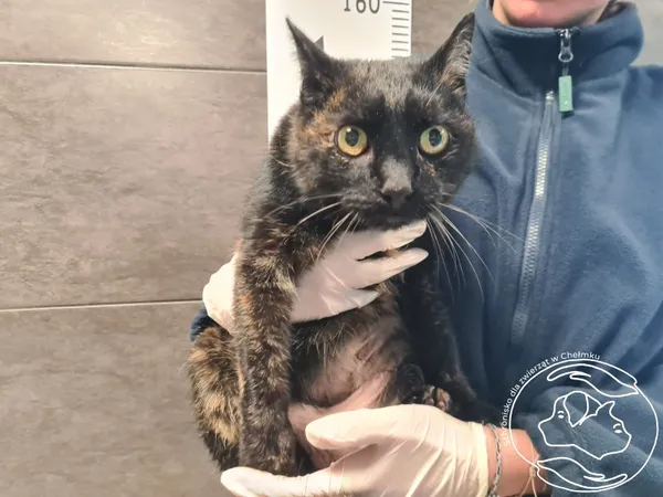 Znaleziono kota, Chełmek, 3 lutego 2026