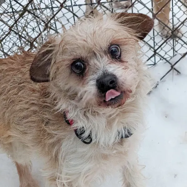 Pies do adopcji, Korabiewice, 3 lutego 2026 (1/2)