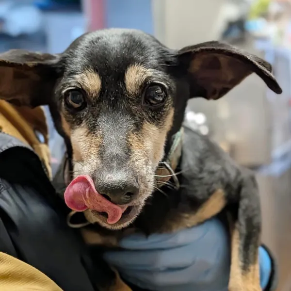 Pies do adopcji, Korabiewice, 3 lutego 2026 (1/5)