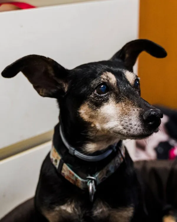 Pies do adopcji, Korabiewice, 3 lutego 2026 (2/5)