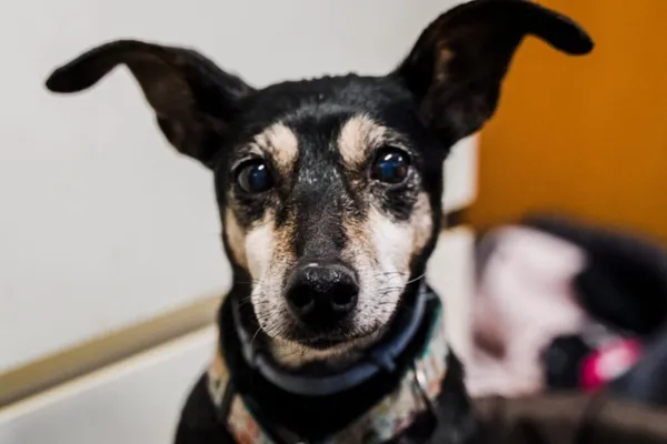 Pies do adopcji, Korabiewice, 3 lutego 2026 (3/5)