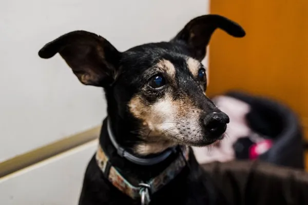 Pies do adopcji, Korabiewice, 3 lutego 2026 (4/5)