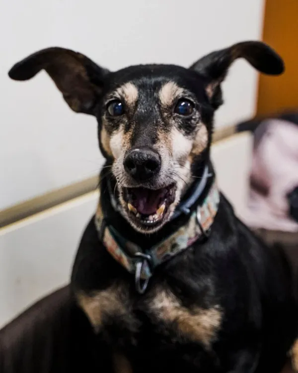 Pies do adopcji, Korabiewice, 3 lutego 2026 (5/5)