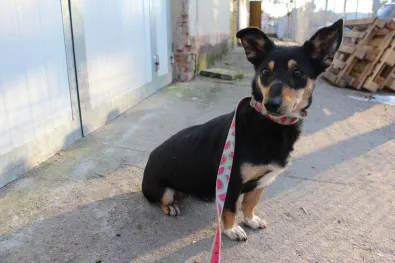 Znaleziono psa, Oborniki, 20 stycznia 2026